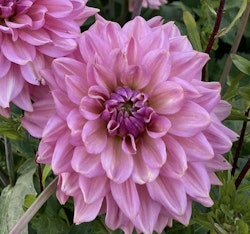 Dahlia La Bell Epoque