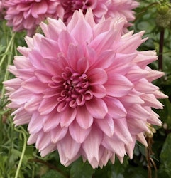 Dahlia La Bell Epoque