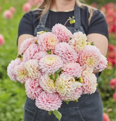 Dahlia Opal