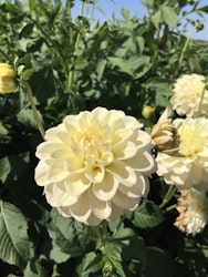 Dahlia Caramel Antique