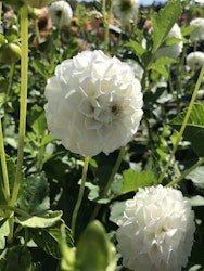 Dahlia Orsett Beauty