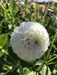 Dahlia Orsett Beauty