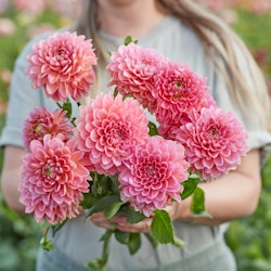 Dahlia Rina Bredie