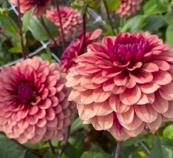 Dahlia Jowey Merel