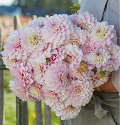 Dahlia Jannicks Symphony