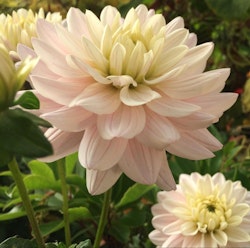 Dahlia Lady Kate