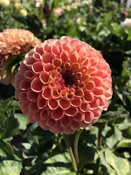 Dahlia Jowey Linda