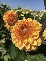 Dahlia Blyton soft Gleam