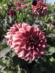 Dahlia Night silence
