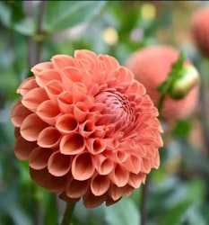 Dahlia Cornel Brons