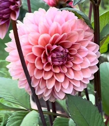 Dahlia Sweet Sanne