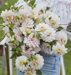 Dahlia Christo