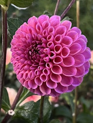 Dahlia Isabel