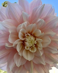 Dahlia Break Out