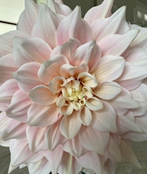 Dahlia Break Out