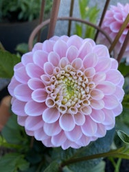 Dahlia Wizard Of Oz