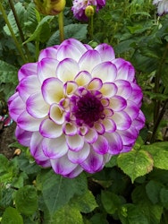 Dahlia Dreaming Maid