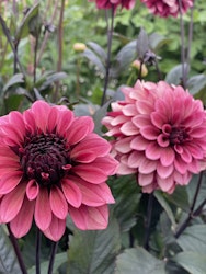 Dahlia Night silence