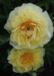 Itoh-pion 'Bartzella'