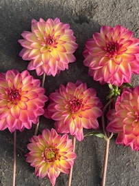 Dahlia Loe´s