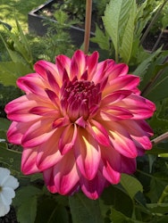 Dahlia Loe´s