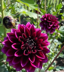 Dahlia Davina Michelle
