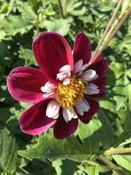 Dahlia Joyfull Investment