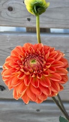 Dahlia Orange Symphony