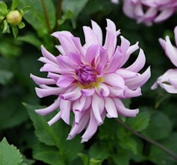 Dahlia Savanna Rose