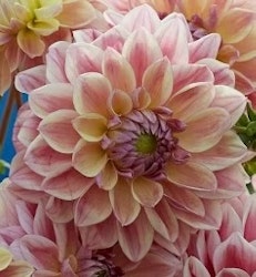 Dahlia Dusty Beauty