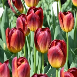 Tulpan Amberglow