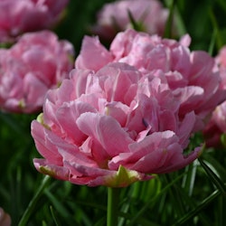 Tulpan 'Aveyron'