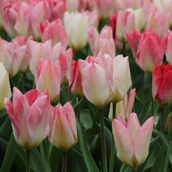 Tulpan 'Flaming purissima'
