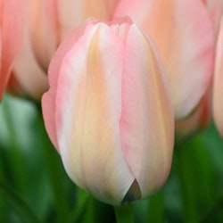 Tulpan 'Bella Blush'