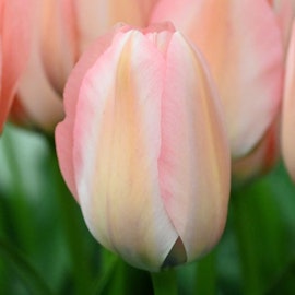 Tulpan 'Bella Blush'