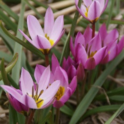 Tulpan 'Humilis'