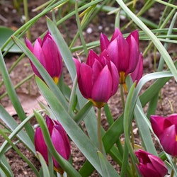 Tulpan 'Humilis odalisque'