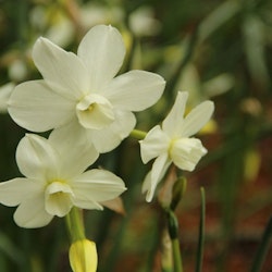 Narciss 'Petrel'