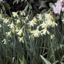 Narciss 'WP Milner'