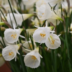 Narciss 'White petticoat'