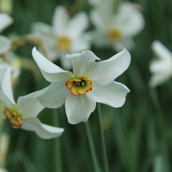 Narciss 'Poeticus var. recurvus'