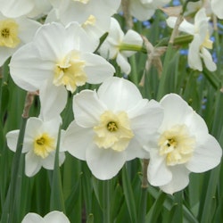 Narciss 'Papillon blanc'