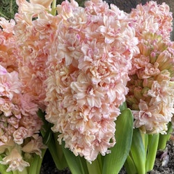 Hyacint 'Masquerade'
