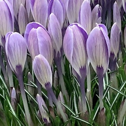 Krokus 'Striped bird'