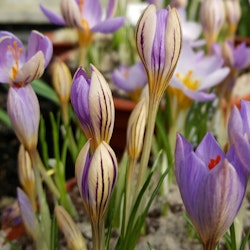 Krokus 'De Jager'