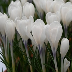 Krokus 'Ice queen'