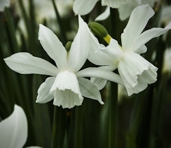 Narciss 'Thalia'