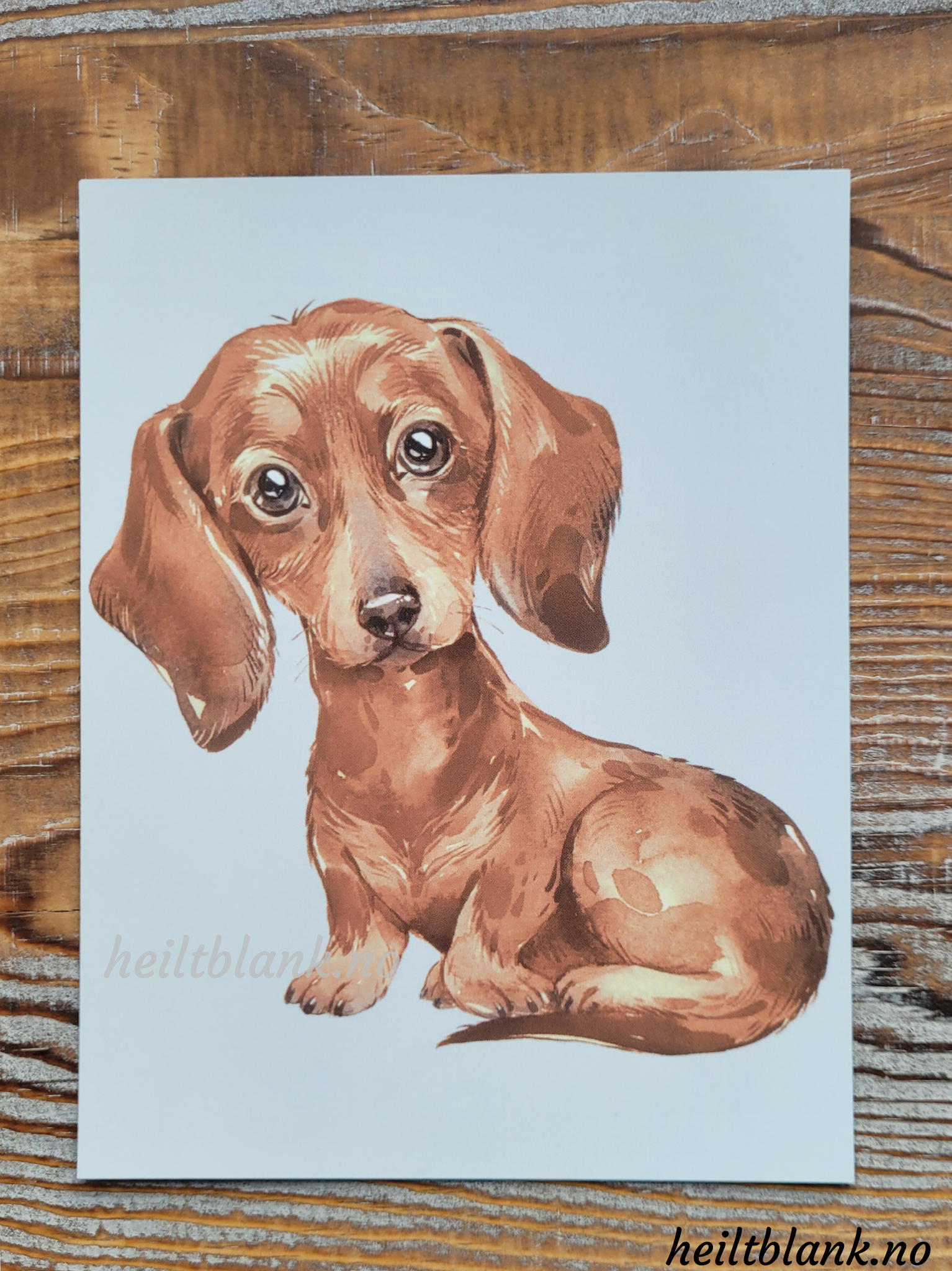 Magnet - Rød Dachshund