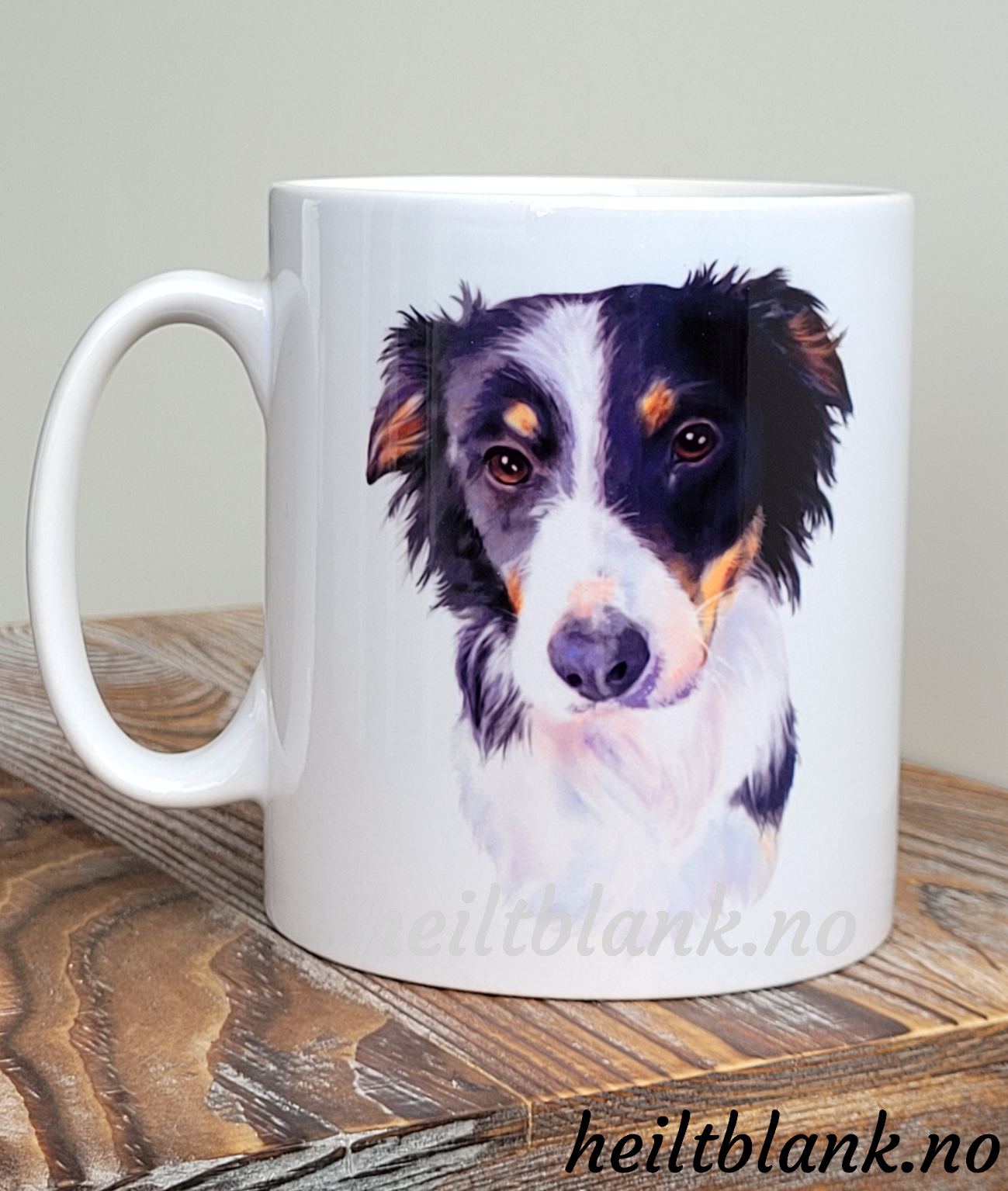 Kopp - Border collie - tricolor