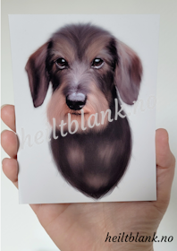 Magnet - Strihåret Dachshund